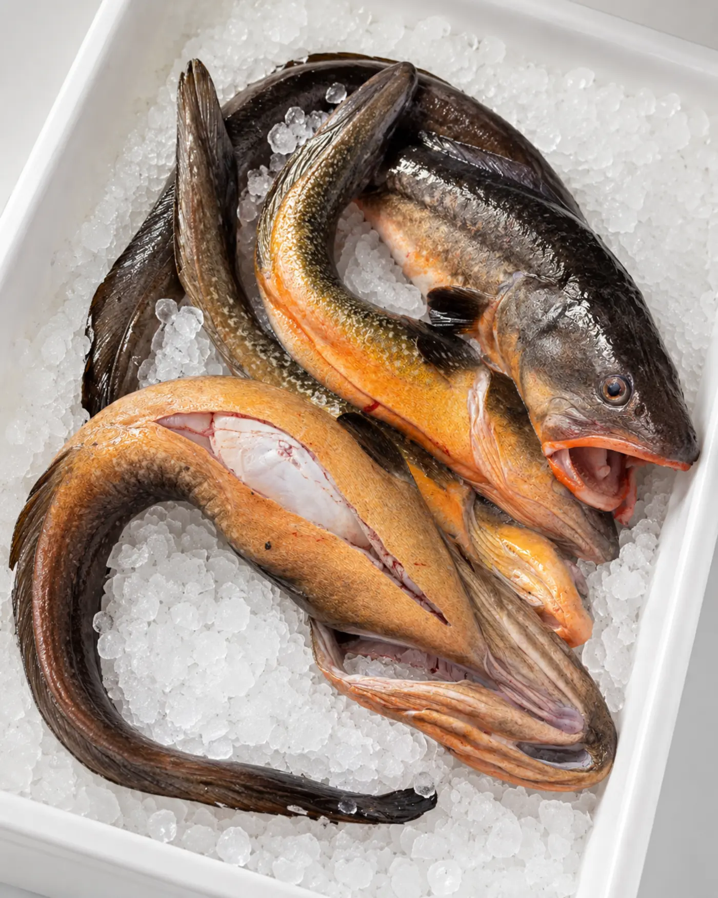 Congrio y pescado de roca fresco sobre hielo, Mariscos Maluko